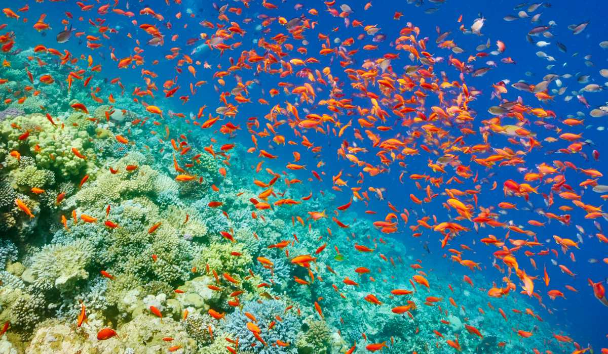 Tour de Buceo en Sharm El Sheikh